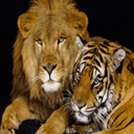 pic for Good Buddies